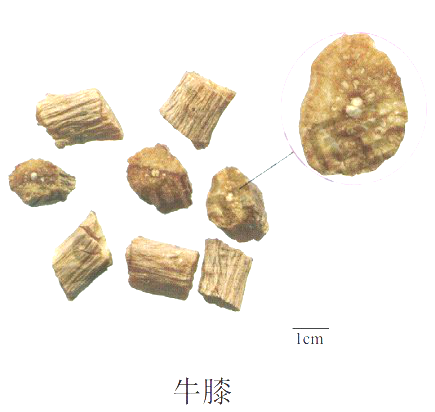 中药学专业一,历年真题,2019年执业药师考试《中药学专业知识一》真题