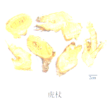 中药学专业一,历年真题,2019年执业药师考试《中药学专业知识一》真题