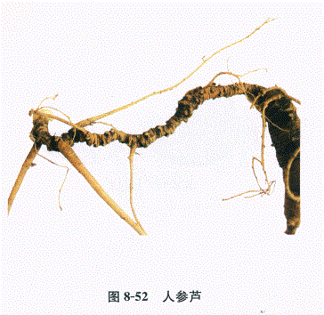 中药学专业一,章节练习,基础复习,常用中药的鉴别