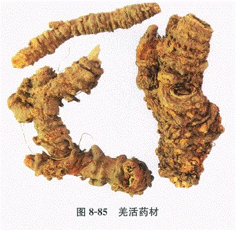 中药学专业一,章节练习,基础复习,常用中药的鉴别