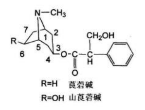 中药学专业一,章节练习,基础复习,中药化学成分与药理作用