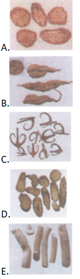 中药学专业一,章节练习,基础复习,常用中药的鉴别