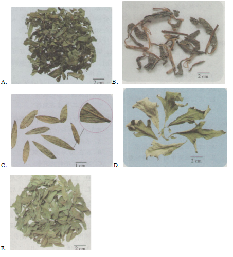 中药学专业一,模拟考试,2021年执业药师考试《中药学专业知识一》模拟试卷1