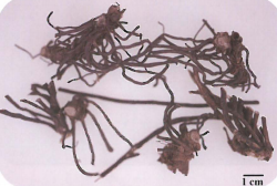 中药学专业一,章节练习,基础复习,真题章节练习