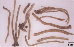 中药学专业一,章节练习,基础复习,真题章节练习