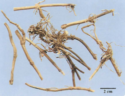 中药学专业一,章节练习,基础复习,真题章节练习