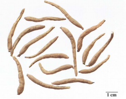 中药学专业一,章节练习,基础复习,真题章节练习