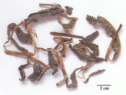 中药学专业一,章节练习,基础复习,真题章节练习