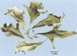 中药学专业一,章节练习,基础复习,真题章节练习