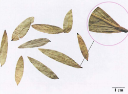 中药学专业一,章节练习,基础复习,真题章节练习