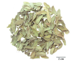 中药学专业一,章节练习,基础复习,真题章节练习