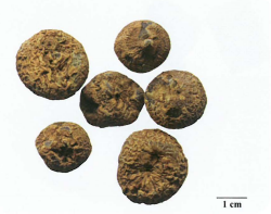 中药学专业一,章节练习,基础复习,真题章节练习