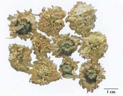 中药学专业一,章节练习,基础复习,真题章节练习