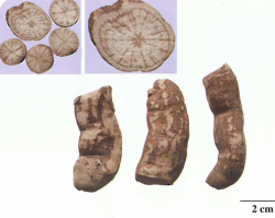 中药学专业一,章节练习,基础复习,真题章节练习