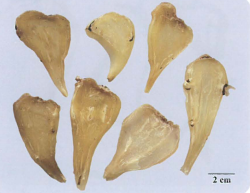 中药学专业一,章节练习,基础复习,真题章节练习