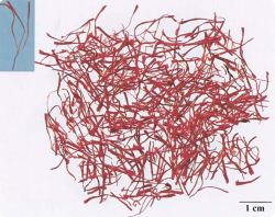 中药学专业一,章节练习,基础复习,真题章节练习