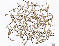 中药学专业一,章节练习,基础复习,真题章节练习