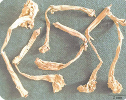 中药学专业一,章节练习,基础复习,真题章节练习