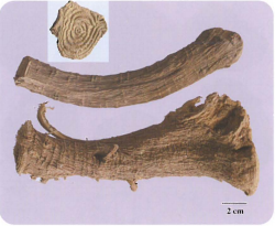 中药学专业一,章节练习,基础复习,真题章节练习