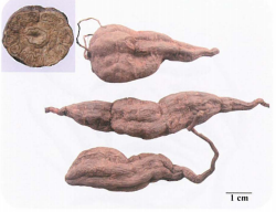 中药学专业一,章节练习,基础复习,真题章节练习