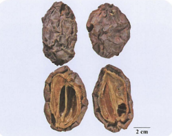 中药学专业一,章节练习,基础复习,真题章节练习