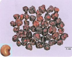 中药学专业一,章节练习,基础复习,真题章节练习