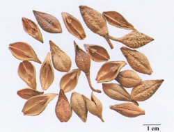 中药学专业一,章节练习,基础复习,真题章节练习