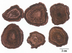 中药学专业一,章节练习,基础复习,真题章节练习
