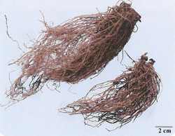 中药学专业一,章节练习,基础复习,真题章节练习