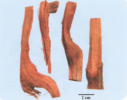 中药学专业一,章节练习,基础复习,真题章节练习