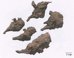中药学专业一,章节练习,基础复习,真题章节练习