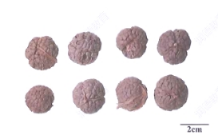 中药学专业一,章节练习,基础复习,真题练习