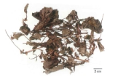 中药学专业一,章节练习,基础复习,真题练习
