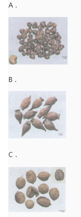 中药学专业一,章节练习,中药学专业一模拟题