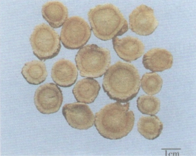 中药学专业一,章节练习,中药学专业一模拟题