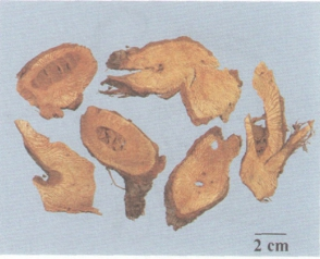 中药学专业一,章节练习,中药学专业一模拟题