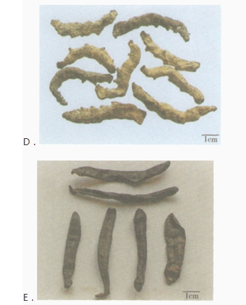 中药学专业一,章节练习,中药学专业一模拟题