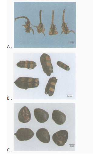 中药学专业一,章节练习,中药学专业一模拟题