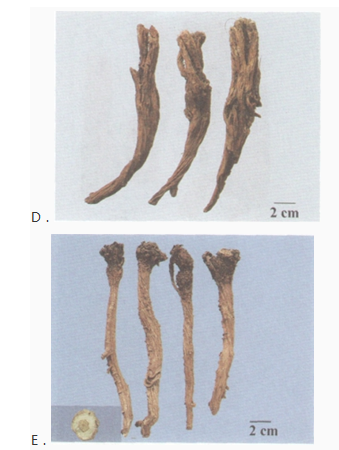 中药学专业一,章节练习,中药学专业一模拟题