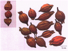 中药学专业一,章节练习,中药学专业一模拟