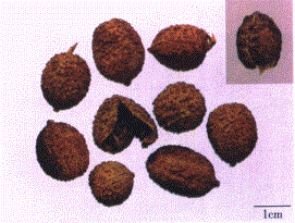 中药学专业一,章节练习,中药学专业一模拟