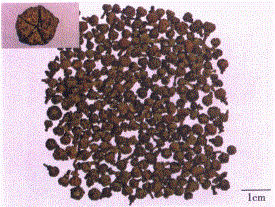 中药学专业一,章节练习,中药学专业一模拟