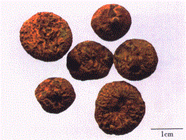 中药学专业一,章节练习,中药学专业一模拟