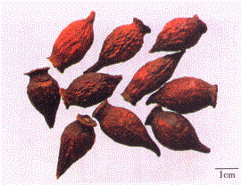 中药学专业一,章节练习,中药学专业一模拟