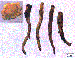中药学专业一,章节练习,中药学专业一模拟
