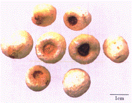 中药学专业一,章节练习,中药学专业一模拟