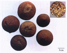 中药学专业一,章节练习,中药学专业一模拟