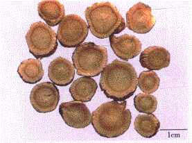 中药学专业一,章节练习,中药学专业一模拟