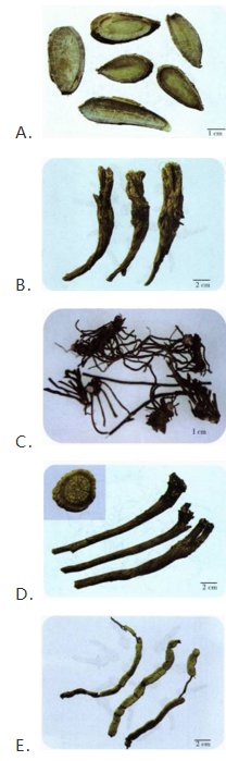 中药学专业一,章节练习,中药学专业一模拟