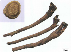 中药学专业一,章节练习,中药学专业一预测